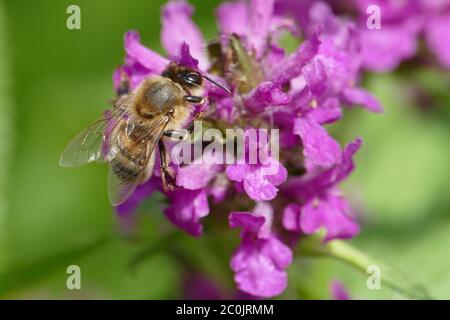 Honey bee sitting on a purple flower - macro shot Stock Photo
