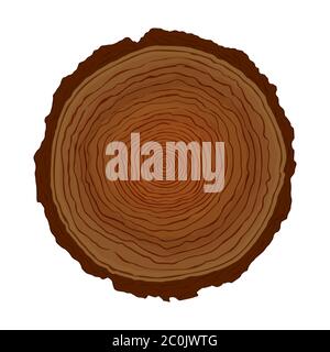 Wood tree circle cut with natural ring shapes on isolated white background. Hand drawn wooden trunk illustration for science study of plant age growth Stock Vector