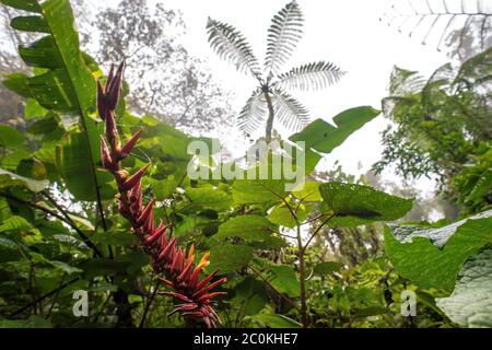 Bromeliad flowers, Pitcairnia brittoniana, Bromeliaceae, Santa Elena Cloud Forest, Reserve, Costa Rica, Centroamerica Stock Photo