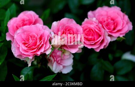 50 Red Roses - Ultimate Romantic Bouquet of 50 Red Roses