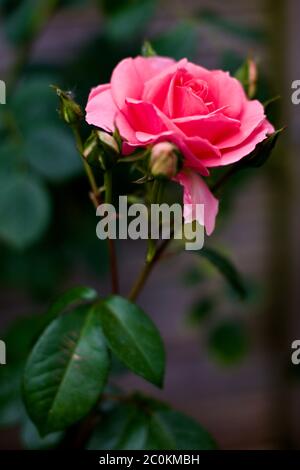 Rose You're Beautiful (ROY 2013)
