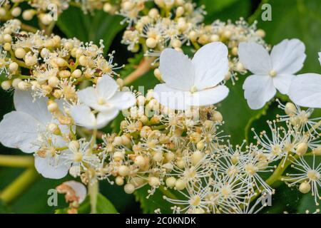 The beautiful white flowers of a climbing hydrangea, commonly seen in gardens, province Overijssel Netherlands Stock Photo