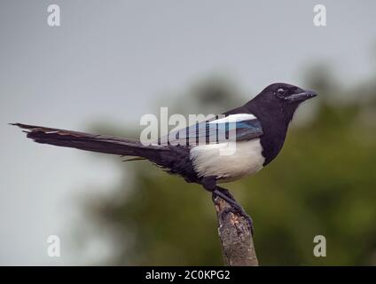 Eurasian Magpie, Pica pica, perched on branch, Lancashire, UK Stock Photo