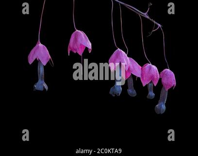 Purple clematis flowers isolated on black Stock Photo