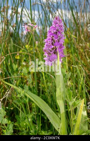 Southern Marsh Orchid - Dactylorhiza praetermissa  Flower in wet grassland with Ragged Robin - Lychnis flos-cuculi Stock Photo