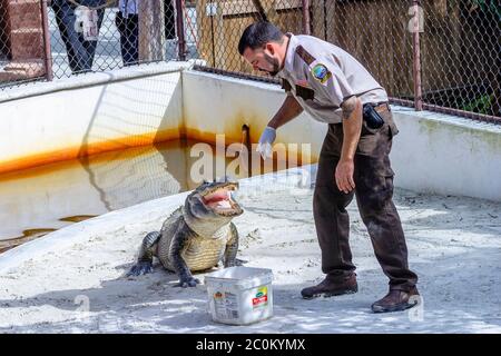 A handler feeding a open mouthed American Alligator in an enclosure in Everglades Safari Park, Miami, Florida Fl, USA Stock Photo