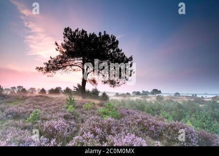 heather flowering at misty sunrise Stock Photo