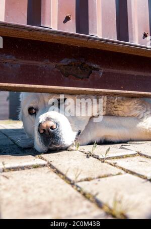 A large white Alabai looks out curiously from under a red metal fence. Stock Photo