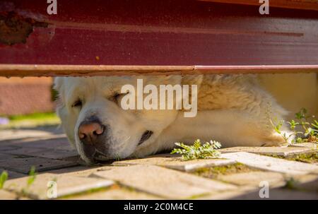 A large white Alabai looks out curiously from under a red metal fence. Stock Photo