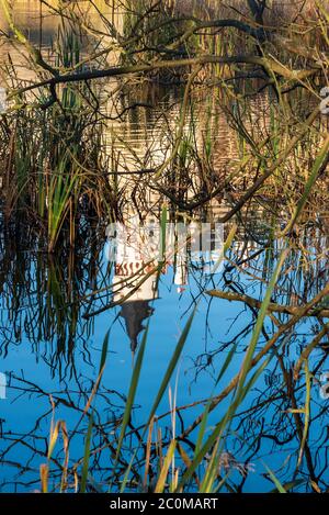 Radun castle and clear sky mirroring on Zamecky rybnik pond waterline in Czech republic Stock Photo