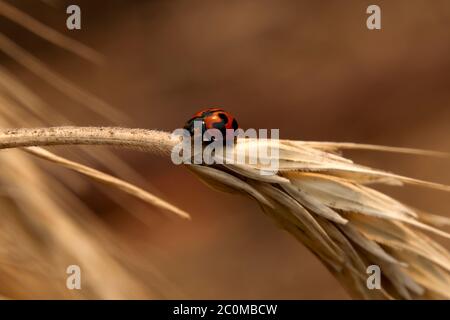 Sydney Australia, laybug on stem of a dried ear of wheat Stock Photo