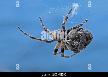 Cross Spider - Araneus diadematus Also known as European garden spider, Diadem spider, or Cross Orbweaver Family Araneidae (Orb Weavers) Stock Photo