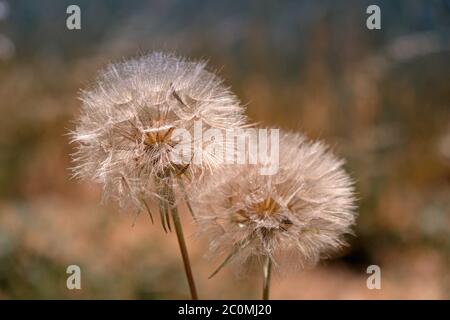close-up of dandelion Stock Photo