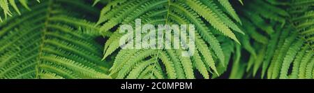 green fern leaves petals background. Vibrant green foliage. Tropical leaf. Exotic forest plant. Botany concept. Ferns jungles close up. jungle atmosph Stock Photo