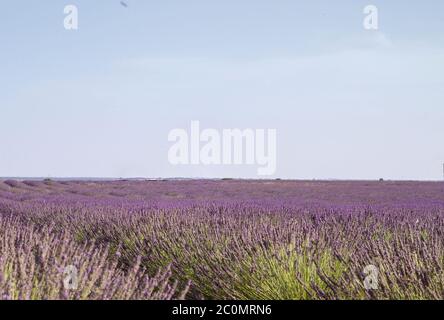 Lavender fields landscape in bloom Stock Photo
