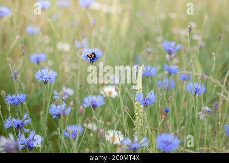 bee and blue cornflower Stock Photo