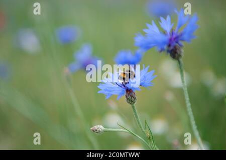 bee and blue cornflower Stock Photo