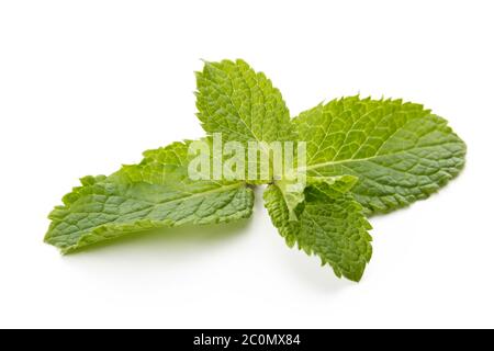 Fresh raw mint leaves isolated on white background Stock Photo