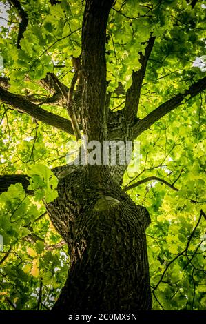 Spring Sun Shining Through Canopy Of Tall Oak Tree Stock Photo