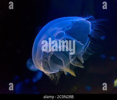 Sea Moon Jellyfish on a black background, close up Stock Photo - Alamy