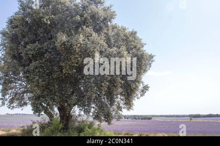 Lavender fields in La Alcarria, Spain Stock Photo