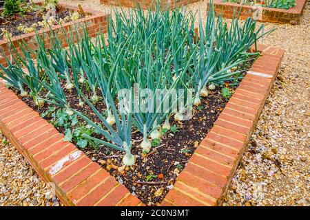 Onion 'Radar' growing in a kitchen garden in late spring to early summer in Hampshire, southern England Stock Photo