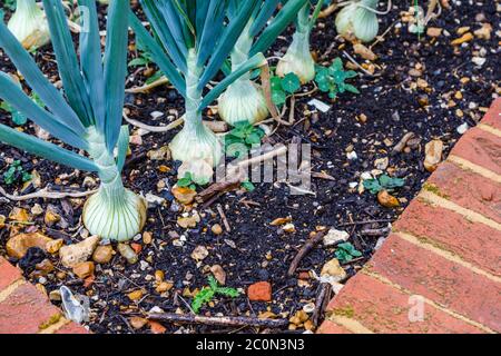 Onion 'Radar' growing in a kitchen garden in late spring to early summer in Hampshire, southern England Stock Photo