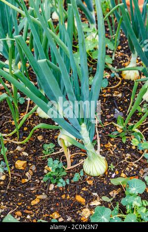 Onion 'Radar' growing in a kitchen garden in late spring to early summer in Hampshire, southern England Stock Photo