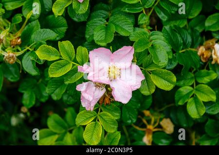 Pink shrub rose rosa rugosa 'Fru Dagmar Hastrup' flowering in late spring to early summer in a garden in Hampshire, southern England Stock Photo