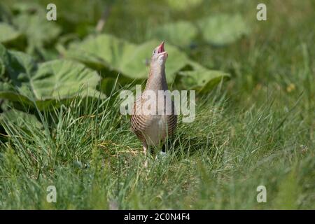 A male Corncrake calls inside its breeding territory on North Uist in the Outer Hebrides. Stock Photo