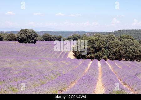 Lavender fields in La Alcarria, Spain Stock Photo