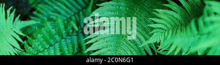 green fern leaves petals background. Vibrant green foliage. Tropical leaf. Exotic forest plant. Botany concept. Ferns jungles close up. jungle atmosph Stock Photo