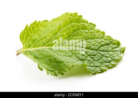 fresh mint leaves isolated on white background Stock Photo