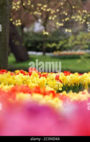 Mix of red and yellow tulips in a field with unsharp grass and tree background. Selective focus, shallow depth of field Stock Photo