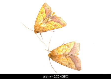 Two brown moths on a white background Stock Photo