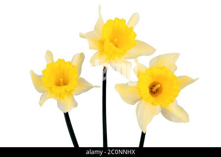 Three yellow daffodils on a white background Stock Photo