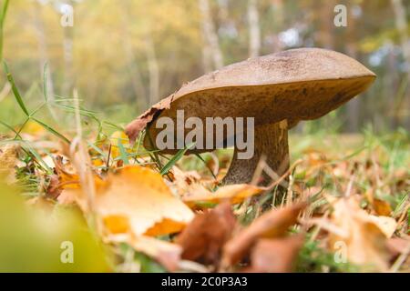 Wild bolete mushroom growing in the autumnal forest Stock Photo