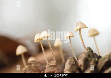 Small mycena mushroom growing on a pine cone Stock Photo