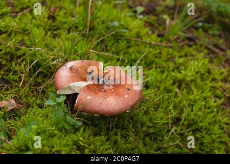 Russula emetica, commonly known as the sickener Stock Photo