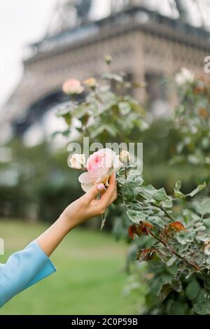 Cropped Image Of Woman With Blue Rose Stock Photo Alamy