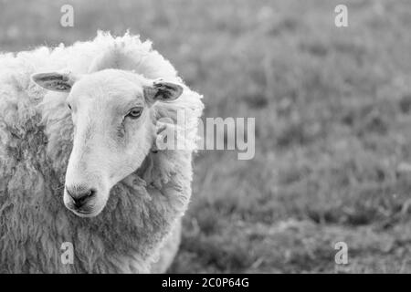 Close-up shot head of mother sheep during the UK lambing season. Metaphor sheep in wolf's clothing, sheeple, sheep farming UK, victim of crime. Stock Photo