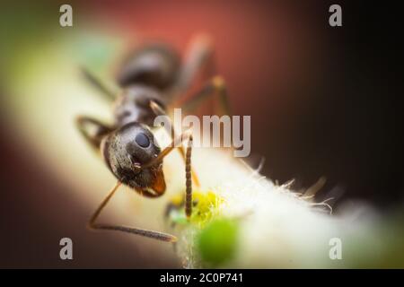macro photo of a ant and blurred background Stock Photo