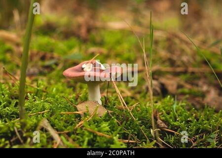 Russula emetica, commonly known as the sickener Stock Photo