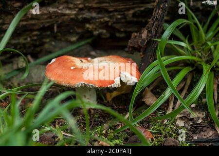 Russula emetica, commonly known as the sickener Stock Photo