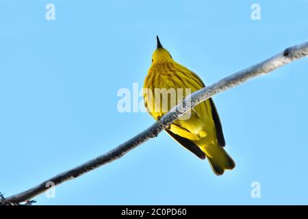 Looking up at a yellow warbler " Dendroica petechia"; perched against a blue sky in rural Alberta Canada. Stock Photo