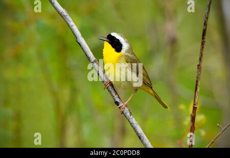 A male Common Yellowthroat warbler perched and being vocal on  a tree branch in rural Alberta Canada. Stock Photo