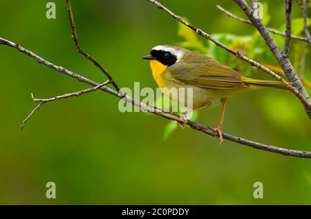 A male Common Yellowthroat warbler perched  on  a tree branch in rural Alberta Canada. Stock Photo