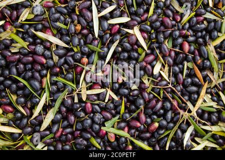 Ripe olive fruits harvest pile Stock Photo - Alamy