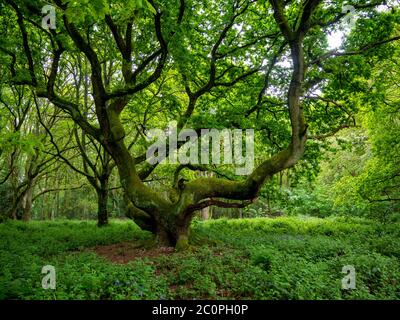 Gnarled old oak tree covered in moss with widely reaching branches on a short trunk. Woodland with leafy undergrowth of Dog's Mercury and Nettles. Stock Photo