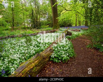 Ancient deciduous woodland in Spring with wild garlic and bluebells along the path. Stock Photo